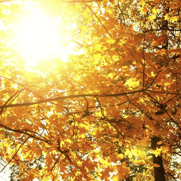 Let's Talk About Vitamin D