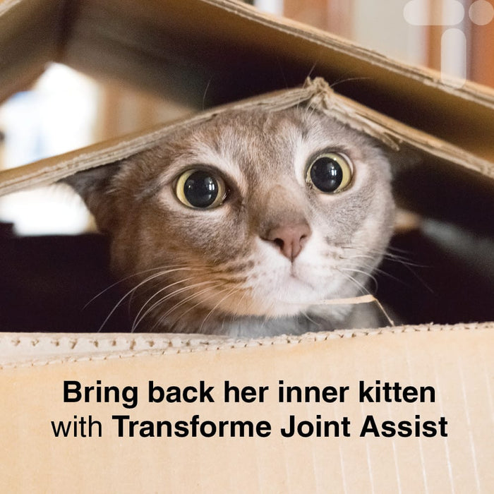 Mischievous cat peeping out of a box, text says, Bring back her inner kitten with Transforme Joint Assist