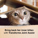 Mischievous cat peeping out of a box, text says, Bring back her inner kitten with Transforme Joint Assist